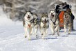 sleddog race