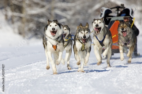 Photo: sleddog race sleddog race