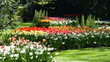 Daffodils and tulips in spring