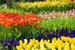 Tulips, hyacinths and daffodils in spring