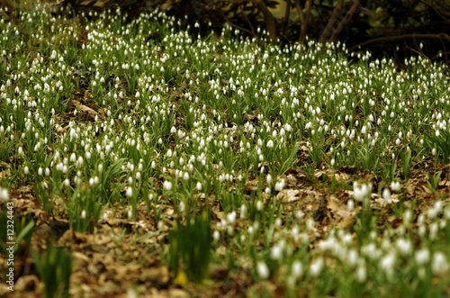 Photo: Frühlingsblumen Frühlingsblumen