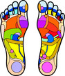 Pied Reflexologie 1 Pied Reflexologie 1