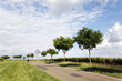 Landstraße im Frühling