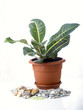 potplant