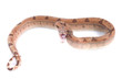 Mean Hypo Redtail Boa Mean Hypo Redtail Boa