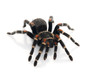 Mexican Flame Knee (Brachypelma auratum) Female Mexican Flame Knee (Brachypelma auratum) Female