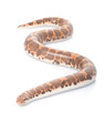 Kenyan Sand Boa (male) Kenyan Sand Boa (male)