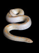 Albino Kenyan Sand Boa (male) Albino Kenyan Sand Boa (male)