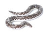 Anery Kenyan Sand Boa Anery Kenyan Sand Boa