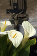 Calla am Grab | calla at grave