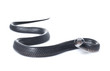 Juvenile Indigo Snake Juvenile Indigo Snake
