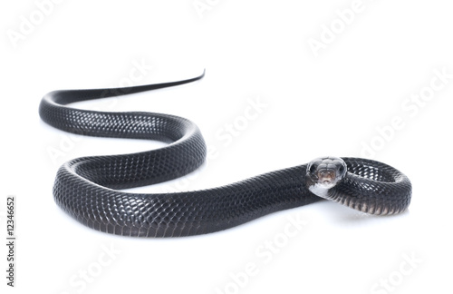 Photo: Juvenile Indigo Snake Juvenile Indigo Snake