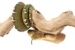 Emerald Tree Boa (female) Emerald Tree Boa (female)