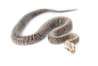 Granite Burmese Python (2.0 Albino Het) Granite Burmese Python (2.0 Albino Het)