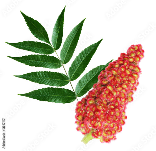 Photo: Staghorn Sumac Staghorn Sumac