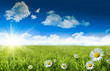 canvas print picture - Wild daisies in the grass with a blue sky