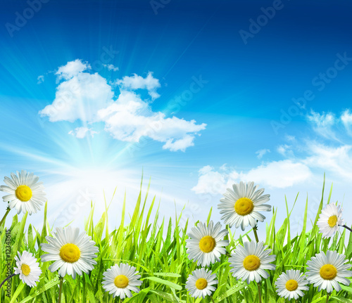 Photo: Daisies and grass with bright blue sky Daisies and grass with bright blue sky