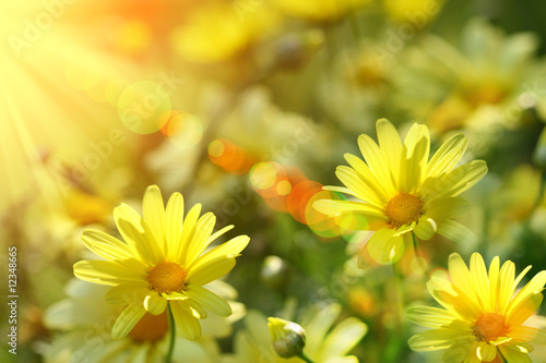 Photo: Closeup of yellow daisies with warm rays Closeup of yellow daisies with warm rays