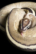 Super Stripe Ball Python Super Stripe Ball Python