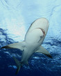 Shark from below