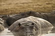 fat, muddy hippo
