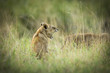 Lion Yawn