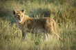 wild lion cub