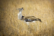 Kori Bustard African Bird