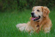 Golden retriever couché