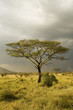 African Tree Yellow Bark Acacia