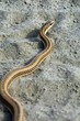 African Brown House Snake