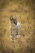 Serval Cat