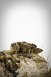 African Rock Hyrax family