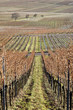 Weinberge im Winter