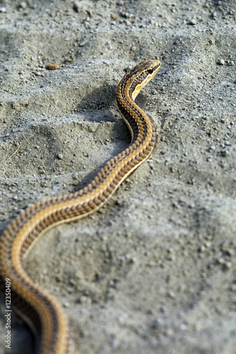 Photo: African Brown House Snake African Brown House Snake