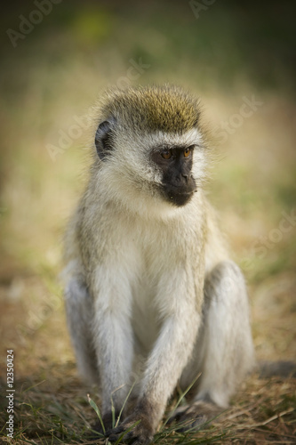 Photo: Wild African Vervet Monkey Wild African Vervet Monkey