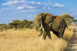 Large male elephant