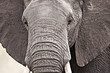African Elephant