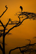 African Stork at Sunset