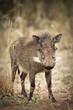 Wild African Warthog