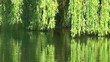 Willows on the water