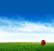Foto: Cricket pitch Cricket pitch