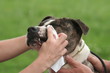 soin des yeux de l'american staffordshire en gros plan