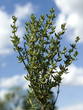 Thymian