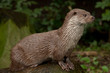 otter