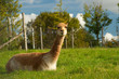 Vicuna