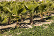 palmtrees