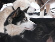Chien de traineau