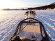 Chien de traineau Chien de traineau