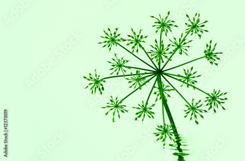Photo: Goutweed flower Goutweed flower